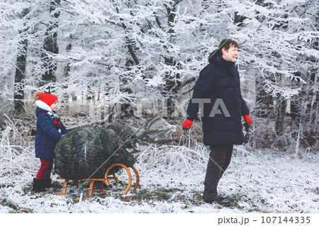 Happy little girl and dad pushing Christmas tree on sleigh. Preschool child with father, young man on fir cutting plantation. Family choose, cut and fell own xmas tree in forest. Germany tradition 107144335