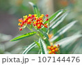 赤と黄色と緑の花 107144476