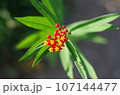 上から見た赤と黄色と緑の花 107144477