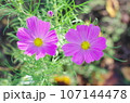 濃いピンクのコスモス 107144478