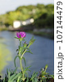 川のほとりに咲くピンクの花 107144479