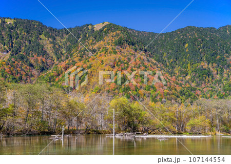 秋の上高地【大正池の鮮やかな紅葉】 秋の上高地【大正池の鮮やかな紅葉】 107144554