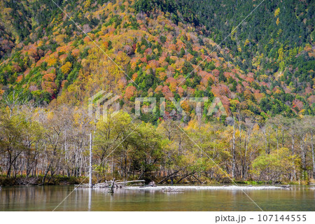 秋の上高地【大正池の鮮やかな紅葉】 秋の上高地【大正池の鮮やかな紅葉】 107144555