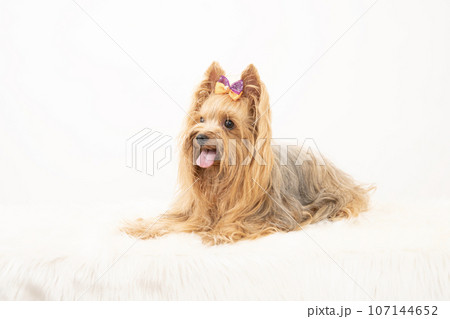 白バックで微笑むヨークシャテリアのリク 白バックで微笑むヨークシャテリアのリク 107144652