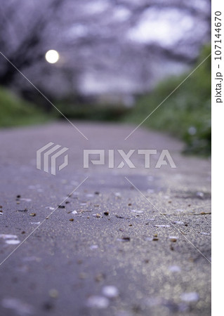 道に落ちた桜の花びら 107144670