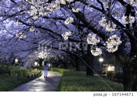 夜に桜のトンネルを歩く 夜に桜のトンネルを歩く 107144671