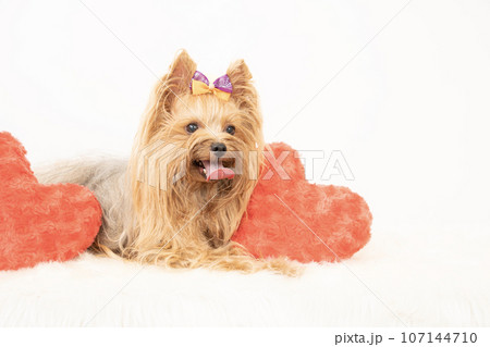 赤いハートと微笑むヨークシャテリアのリク 107144710