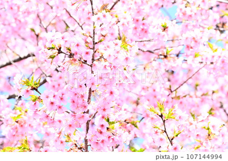 春、満開のサクラ 107144994