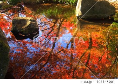 大田黒公園の紅葉 107145001