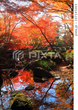 大田黒公園の紅葉 107145003