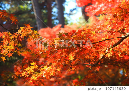 大田黒公園の紅葉 107145020