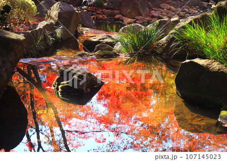 大田黒公園の紅葉 107145023