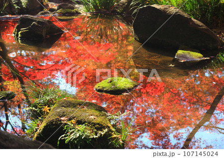大田黒公園の紅葉 107145024