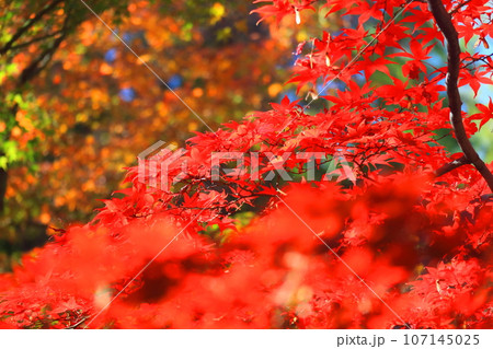 大田黒公園の紅葉 107145025