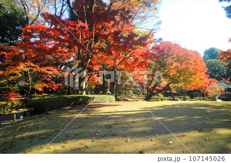 大田黒公園の紅葉 107145026