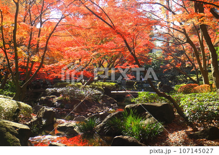 大田黒公園の紅葉 107145027