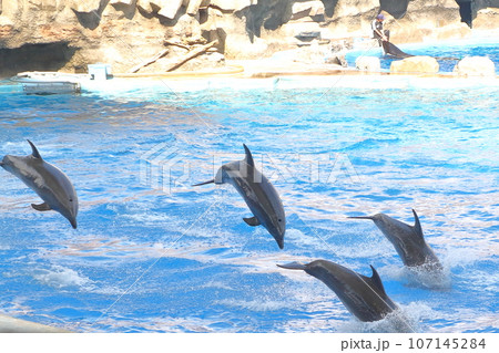 名古屋港水族館で見る楽しいイルカショー 名古屋港水族館で見る楽しいイルカショー 107145284