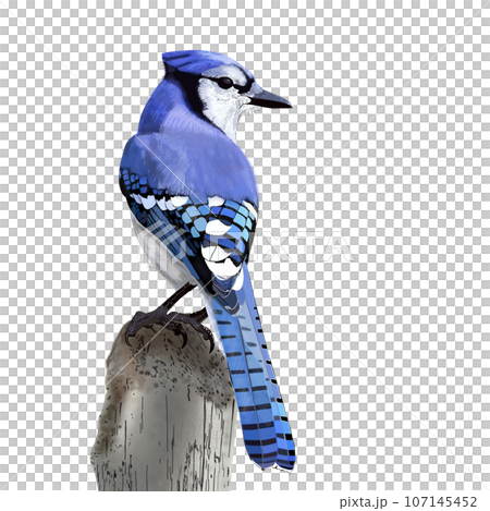 カラフルな鳥　アオカケス 107145452