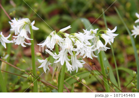 アリウムトリケトラム02 107145465