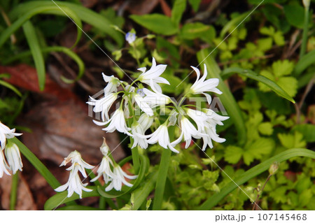 アリウムトリケトラム05 107145468