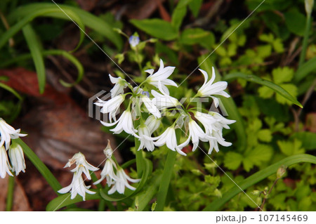 アリウムトリケトラム06 アリウムトリケトラム06 107145469
