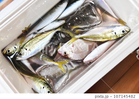 クーラーボックスの魚 107145482