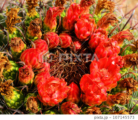 Arizona Blossoming Barrel Cactus 107145573