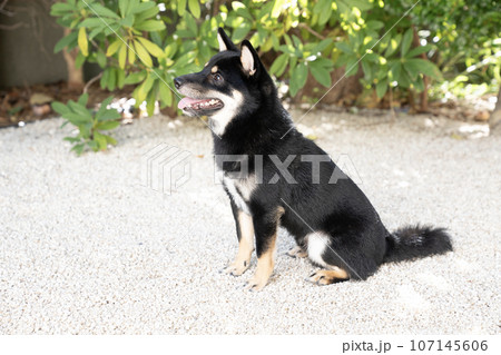 白い石の庭で微笑む豆柴のコウタロ 107145606