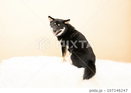 ベージューバックと振り向いて微笑む豆柴のコウタロ ベージューバックと振り向いて微笑む豆柴のコウタロ 107146247