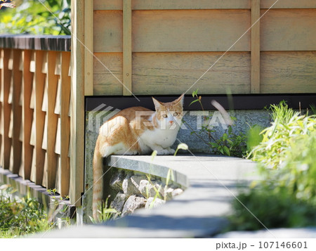 草津温泉　裏草津（地蔵エリア）のネコ 107146601