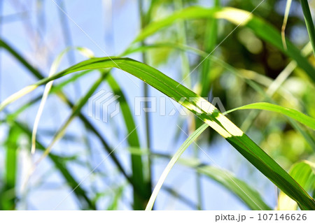 タカノハススキ（鷹の羽薄） 107146626