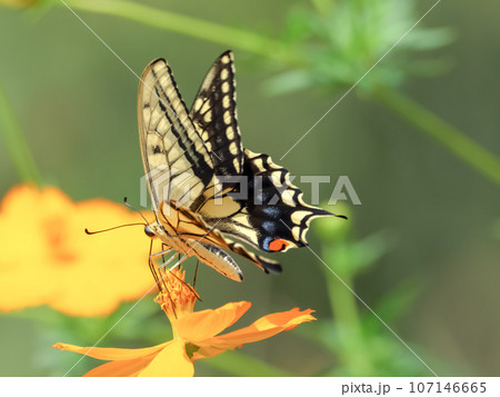 キアゲハ 107146665