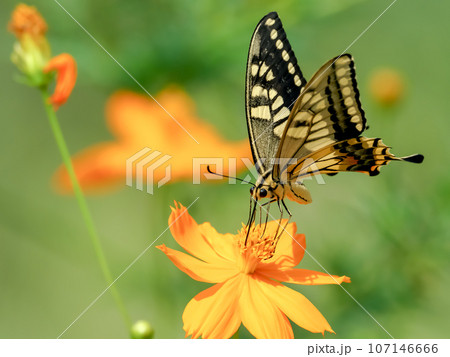 キアゲハ 107146666