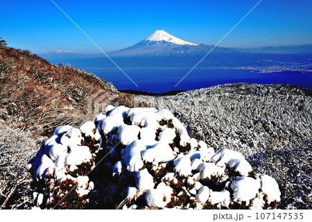冠雪した達摩山からの富士山 冠雪した達摩山からの富士山 107147535