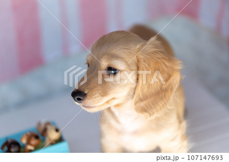 仔犬　カニンヘンダックスフンド 107147693