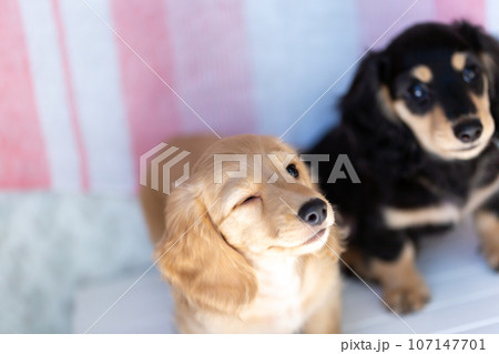 仔犬 カニンヘンダックスフンド 仔犬 カニンヘンダックスフンド 107147701