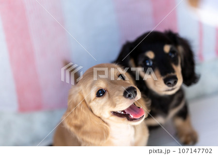 仔犬 カニンヘンダックスフンド 仔犬 カニンヘンダックスフンド 107147702