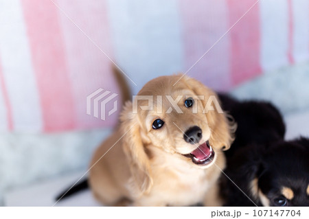 仔犬 カニンヘンダックスフンド 仔犬 カニンヘンダックスフンド 107147704