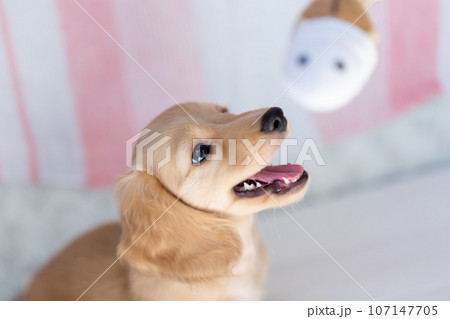 仔犬 カニンヘンダックスフンド 仔犬 カニンヘンダックスフンド 107147705