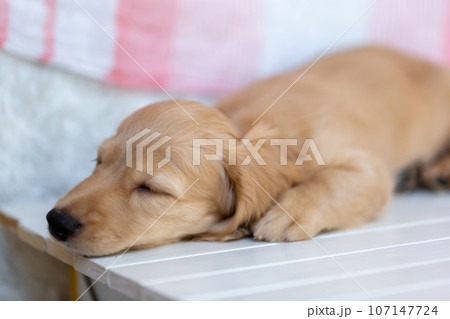 仔犬　カニンヘンダックスフンド 107147724