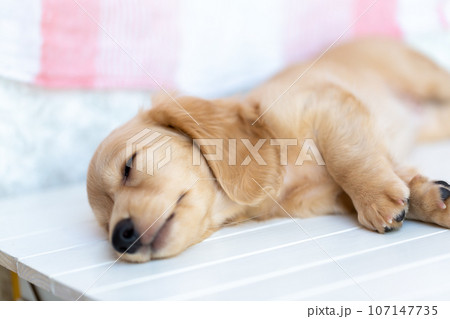 仔犬　カニンヘンダックスフンド 107147735