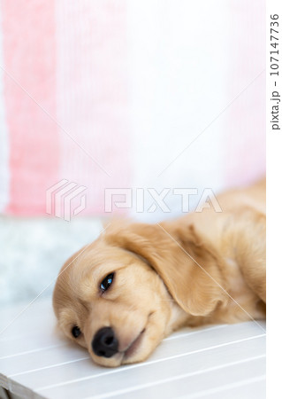 仔犬　カニンヘンダックスフンド 107147736