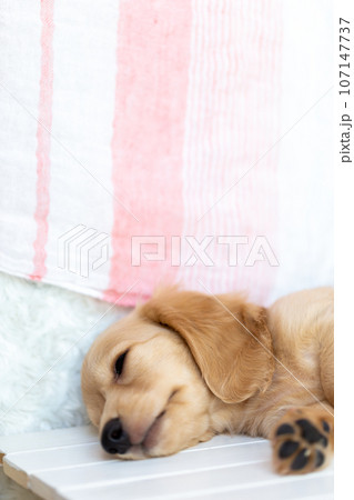 仔犬 カニンヘンダックスフンド 仔犬 カニンヘンダックスフンド 107147737