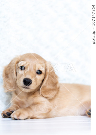 仔犬　カニンヘンダックスフンド 107147854