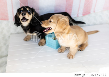 仔犬　カニンヘンダックスフンド 107147855