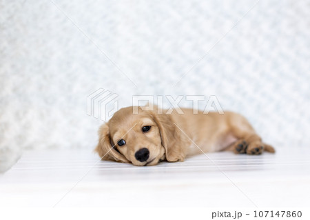 仔犬 カニンヘンダックスフンド 仔犬 カニンヘンダックスフンド 107147860