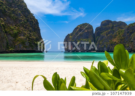 The legendary Maya Bay beach without people where the film "beach" with Leonardo DiCaprio was filmed with a beautiful bay of sand and clear turquoise water. UNESCO World Heritage. 107147939