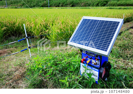 太陽電池式電気柵と収穫間近の米 107148480