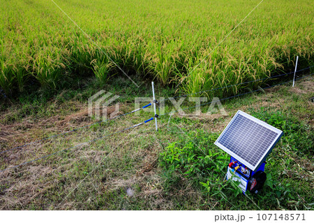 太陽電池式電気柵と収穫間近の米 107148571