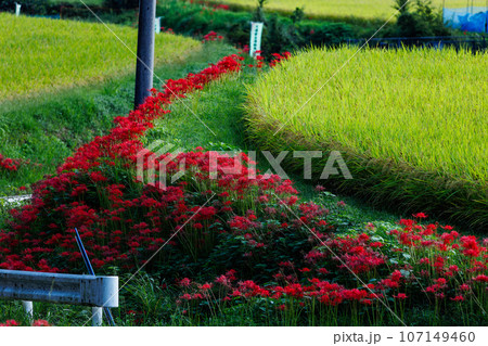収穫間近の米と彼岸花 収穫間近の米と彼岸花 107149460